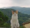 ambrogia.jpg