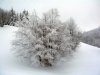 05.12.10-snowb-004.jpg