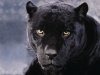 pantera-nera[1].jpg