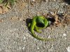 DSCN4022.jpg