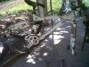 IMG00106-20110427-1101.jpg