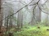 IMG_0241.jpg
