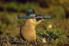 marmotta fucile.jpg