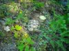 DSCN4618.jpg