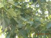 Uscita del 16.08.2011 010.jpg