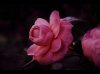 rose.jpg