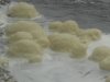Meduse di fiume 010.jpg