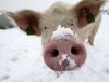 maiale_neve01g.jpg