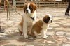 cuccioli san bernardo.jpg