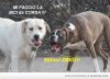 Cani ritoccata!.JPG