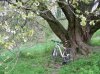 Ciliegio secolare 6 aprile 2012 006.jpg