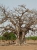 BF baobab-P1000852.jpg