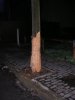 1albero.JPG