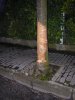 2 albero.JPG