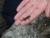 Salamandra_salamandra_sobre_mano.001.jpg