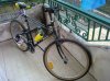 bianchi thomisus 1.jpg