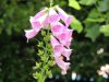 DSCN0569.jpg