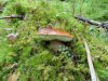 rose-funghi 012.jpg