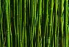 bambu-158343-700x478-420x286.jpg