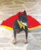 SHELL DOG.jpg