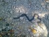 bissiaovipera.jpg