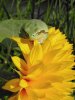 frog1.jpg