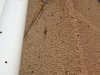 DSC01106.jpg