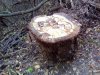 IMG_20161128_101714.jpg