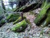 IMG_20161128_101239.jpg