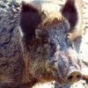 cinghiale.jpg