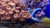 acquario 1080 25mbit.png