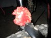 Immagine 053.jpg