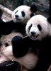 panda.jpg