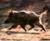 Cinghiale3.jpg