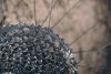 Pacco pignoni xd sram gx 12v e catena