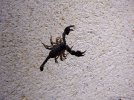 IMG_20201104_185934486.jpg