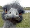 emu.jpg