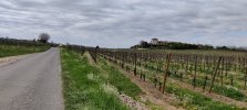 IMG_20210404_102221.jpg