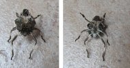 carapace 01.JPG