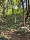 sentiero dei fontanili , verso il fiume guerna.jpg