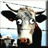 mucca_2.gif