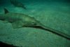 acquario 015.jpg