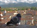 1280px-From_Torre_Guinigi._Lucca_Italy.jpg