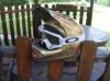 casco 001.jpg