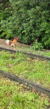 IMG-20250428-WA0099.jpg