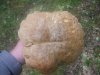 sardegna giugno 2009 036.jpg