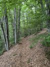 IMG_8529.jpeg