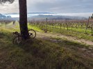 20251220_102826_Nebbia vista Brufa.jpg
