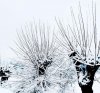 Specialized P3 snow IMG_7961.jpg