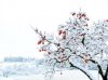 Specialized P3 snow IMG_7966.jpg